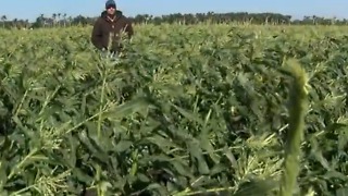 Farmers prepare crops for more cold weather