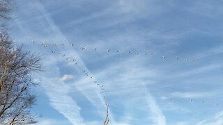 String of Tundra Swans
