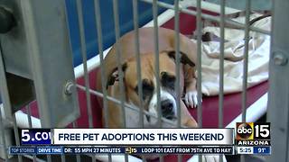 Free pet adoptions in the Valley this weekend