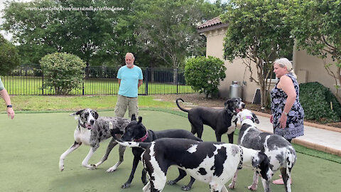 Five Happy Great Danes Enjoy Their First Florida Meet And Greet