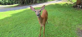 Young female deer comes for a treat