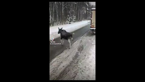 Moose Strike