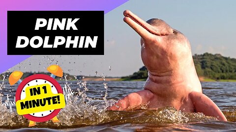 Pink Dolphin - In 1 Minute! 🐬 The UNBELIEVABLE Amazon Pink! | 1 Minute Animals