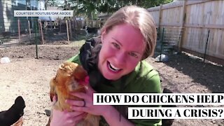 How a Wisconsin woman turned her YouTube channel about chickens into a full-time job