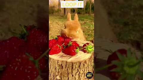 Relax With Jazz Music Cute Rabbit 4K UHD - Make mood happy , clam relax your mind in morning, night