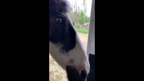 Brilliant therapy Horses Unload Themselves From Their Trailer