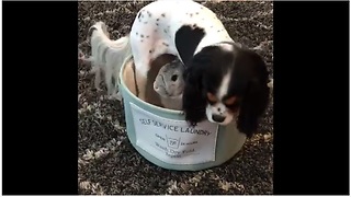 Dog performs "magic trick", makes bunny "disappear"