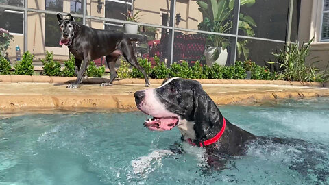 Great Dane Tries To Convince Sister Dog To Cool Off In the Pool