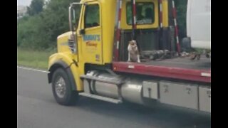 Dog leashed on back of flatbed truck