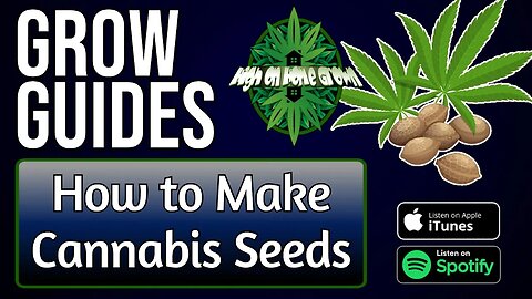 How to Make Cannabis Seeds | Grow Guides 26
