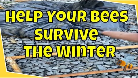 How To Keep Your Honey Bees Alive And Well | Beekeeping For Beginners #beekeeping #howto #bee #bees