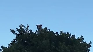 This Pup Proves That Canines Can Climb Trees Too