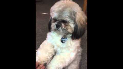 Smart Shih Tzu Prays With His Family Before Meal