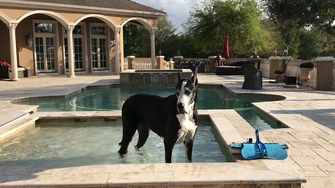 Happy Great Dane Jumps Into Her Pool