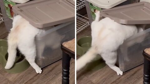 Guilty Cat Thief Gets Caught In The Food Bin