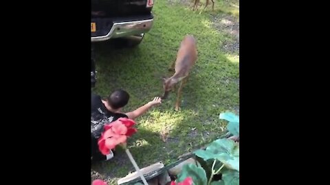 Deer eats food, how funny but ...