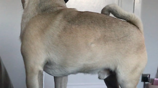 Excited dogs greet guests to house