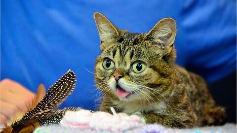 Viral Cat Sensation "Lil Bub" Has Passed Away