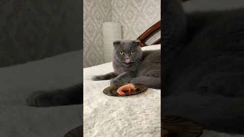 funny cat food rejection 🐱‍👤 #shorts #youtubeshorts