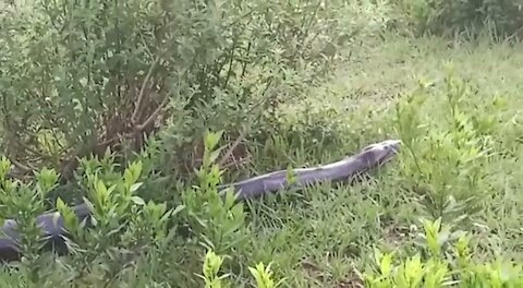 Anaconda in Brazil