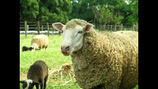 Lamb takes revenge on man who tried to ride it