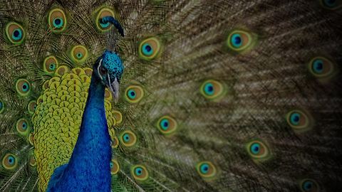 Beautiful story: The Crow and the Peacock