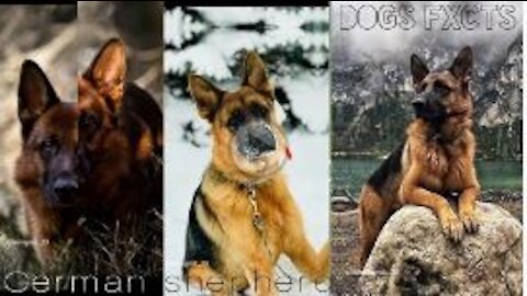 German shepherd the loving ❤️❤️ doG __ Dogsfxcts #dog #gremanshepherd#rumblevideo