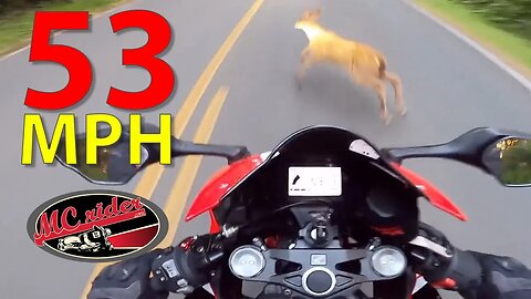 Rider HITS deer at speed! See it - Avoid it