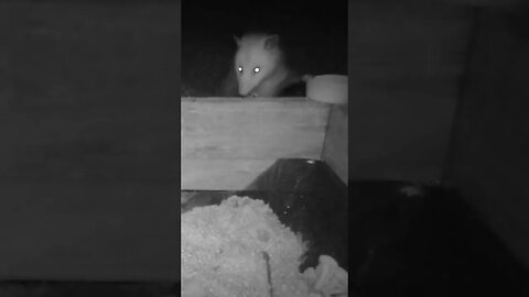 Mr.Possum 🐀 searching for food🥣 #cute #funny #animal #nature #wildlife #trailcam #farm #homestead
