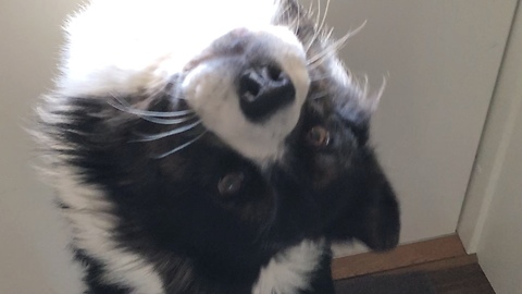 Concerned corgi howls along to passing firetruck