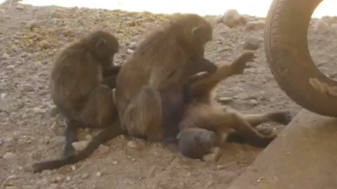 Rescued baby baboon grooming time!
