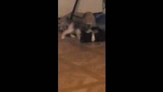 Cute cats have a cute fight