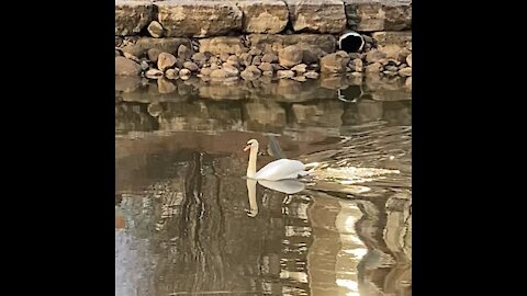 Swan swimming leisurely