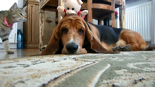 War for a piglet between a cat and a dog