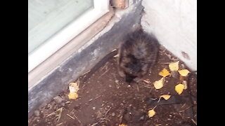 Muskrat Rescue