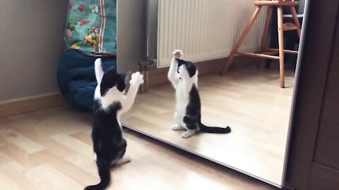 Kitty playing with his reflection
