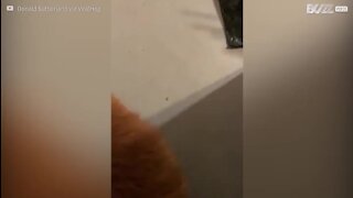 Gato envergonhado por ter pelo da cauda cortado