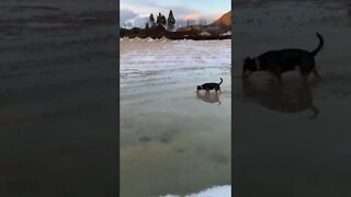 Alaska Husky testing spring water temperatures