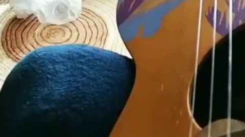 Rockin' Bird: Watch this Parrot Shred on the Guitar