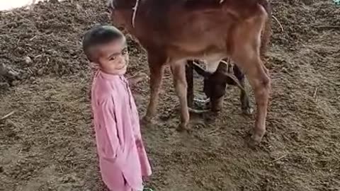 Both Baby Cute | دونوں بچے پیارے #cattlesfarming