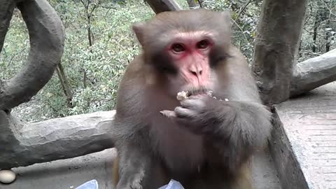 Zhangjiajie (张家界) - Mountain Monkey Stole Our Bag of Food