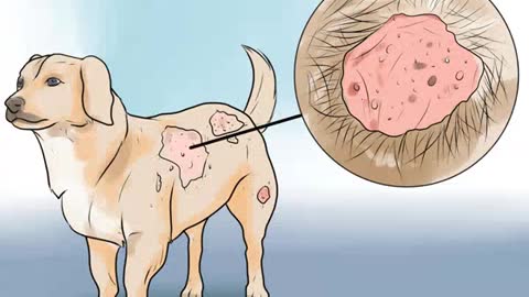 How to Identify Mange on Dogs