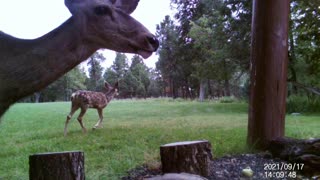 BABY Deer!