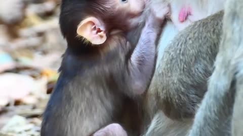 Suprise adorable little monkey got milk 😋😋