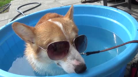 Corgi has mixed feelings about first time pool experience