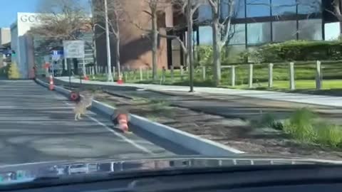 Coyote Runs At High Speed On the Road