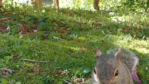 Cute Mama Squirrel 🐿️🥰