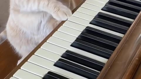 Cat Plays Homemade Whack-A-Mole Game | Piano