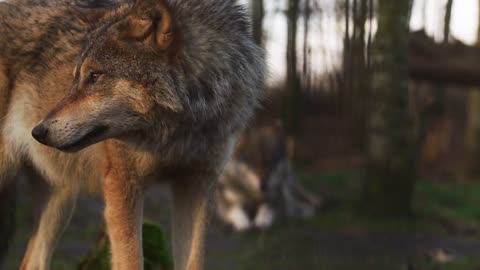 wolf looks around in slow-motion