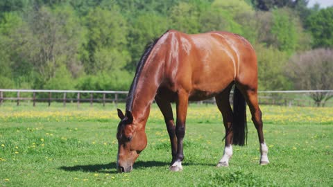 Horse Equine Mane Animal Mammal Grazing Grass